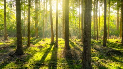 Vlamingen zetten Ardennenoffensief in