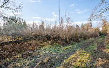 bos-te-koop-in-brecht