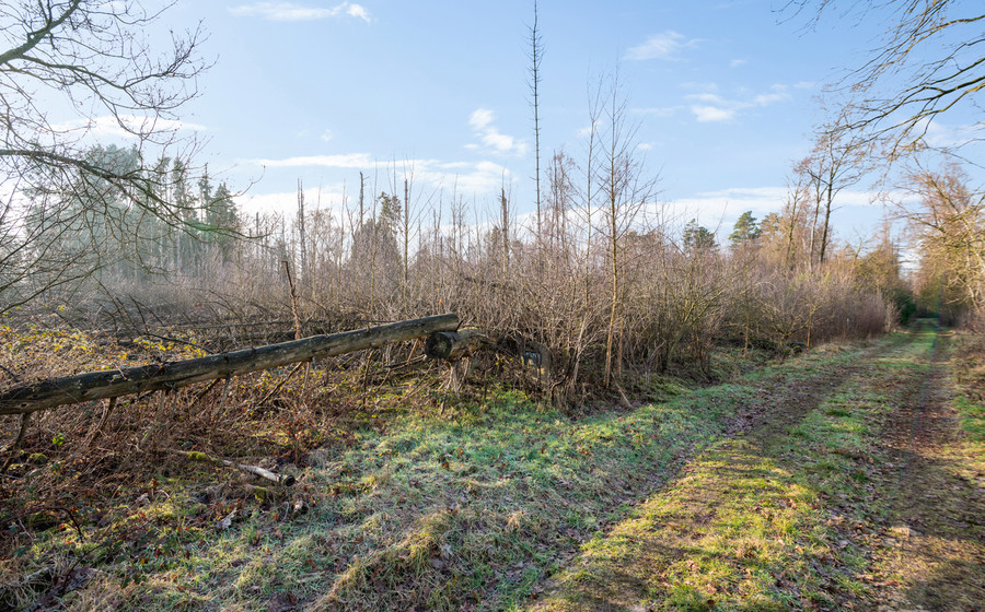 Bos te koop in Brecht