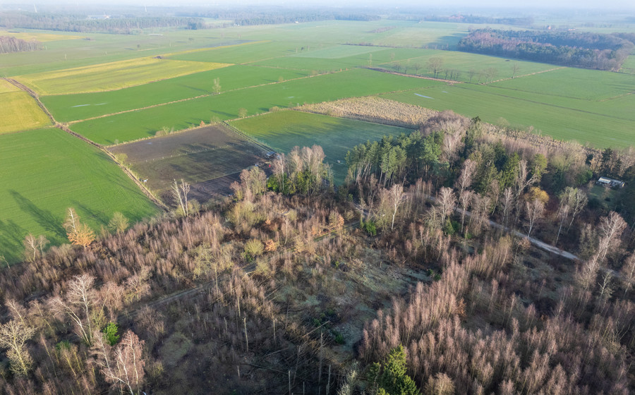 Bos te koop in Brecht