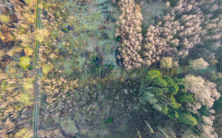 Bos te koop in Brecht