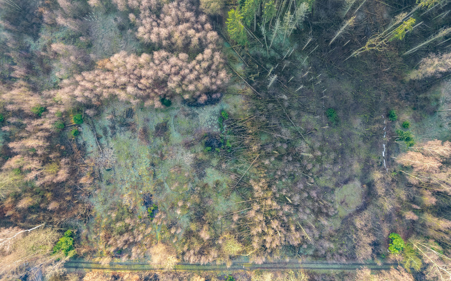 Bos te koop in Brecht