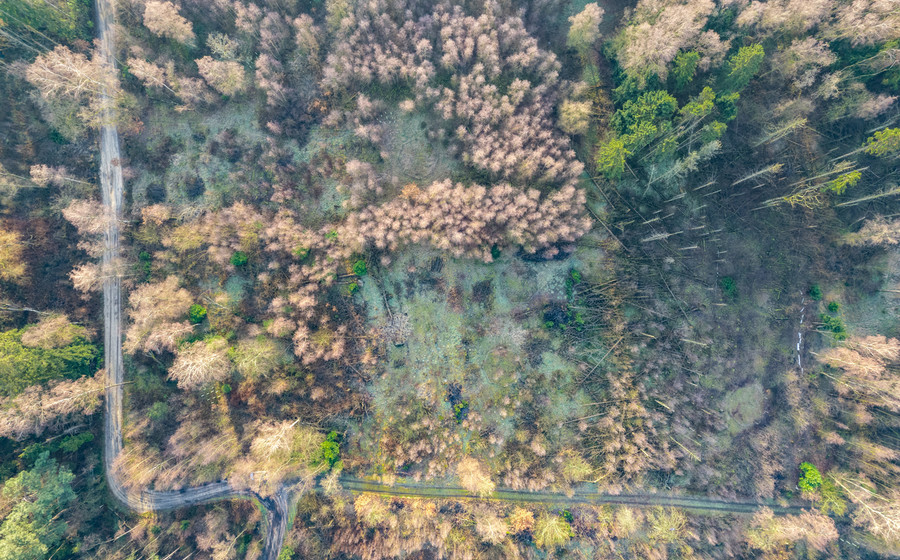 Bos te koop in Brecht